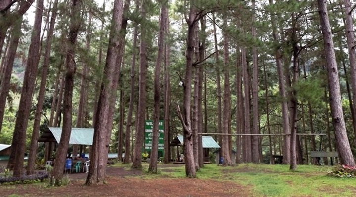 Bucari Pine Forest (6) Bucari Pine Forest