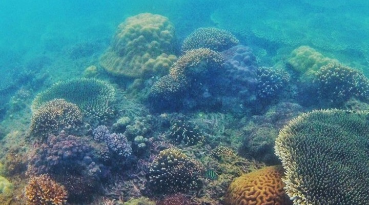 Kuliatan Marine Sanctuary (1) Kuliatan Marine Sanctuary